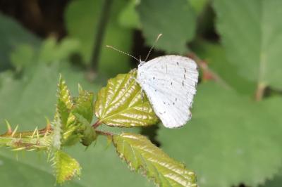 Celastrina argiolus