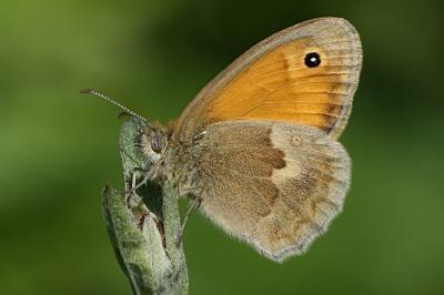 Coenonympha pamphilus