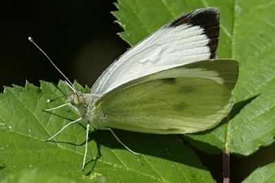 Pieris brassicae