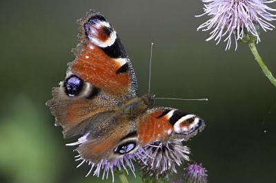 Aglais io