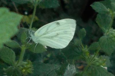 Pieris napi