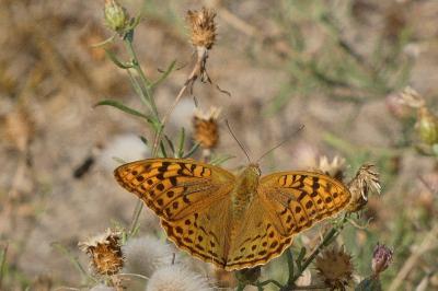 Argynnis pandora