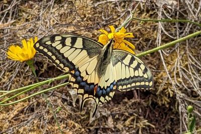 Papilio machaon