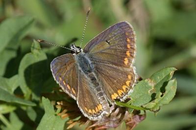 Aricia agestis