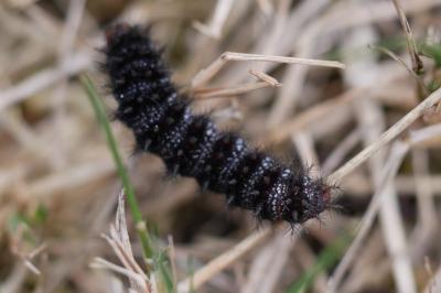 Melitaea cinxia
