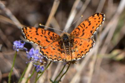 Melitaea didyma