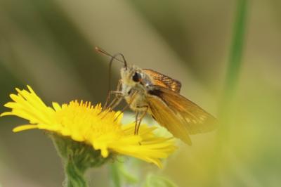 Thymelicus acteon