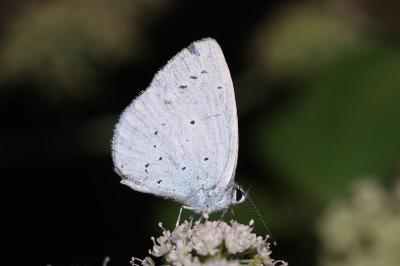 Celastrina argiolus