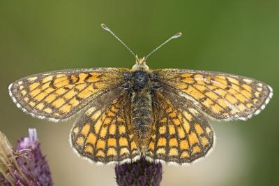 Melitaea parthenoides