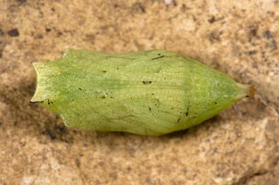 Pararge aegeria