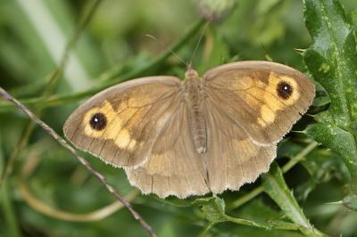 Maniola jurtina