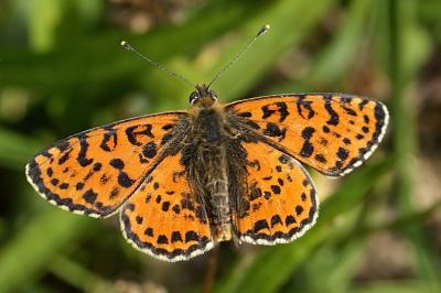 Melitaea didyma