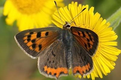 Lycaena phlaeas
