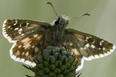 Pyrgus armoricanus