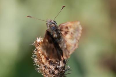 Carcharodus alceae