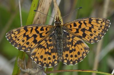 Boloria dia