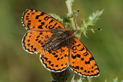 Melitaea didyma