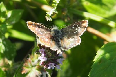 Pyrgus armoricanus