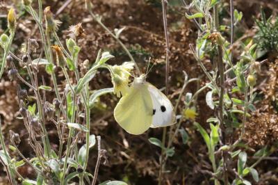 Pieris brassicae