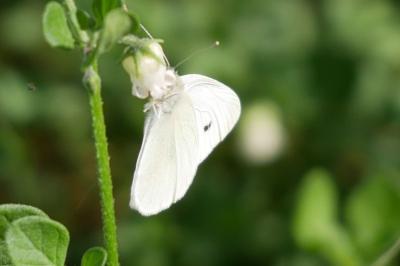 Pieris rapae