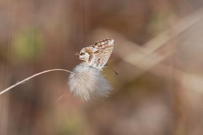 Cacyreus marshalli