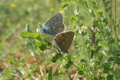 Lysandra bellargus