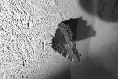 Nymphalis polychloros