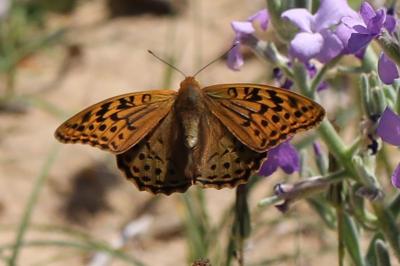 Argynnis pandora