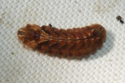 Quercusia quercus
