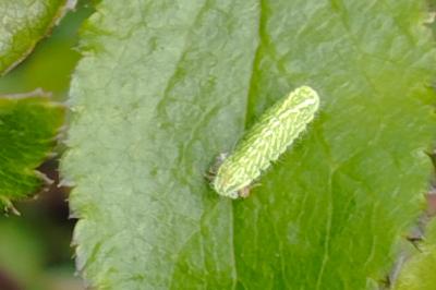 Thecla betulae