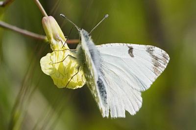 Euchloe crameri