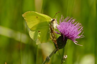 Gonepteryx rhamni