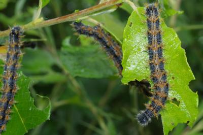 Nymphalis polychloros