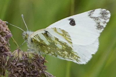 Euchloe crameri