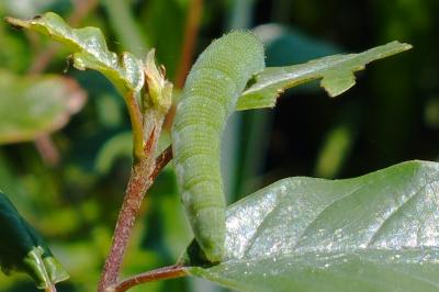 Gonepteryx rhamni