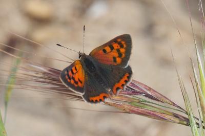 Lycaena phlaeas