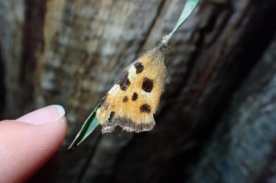 Nymphalis polychloros