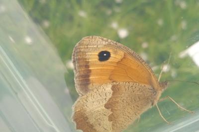 Maniola jurtina
