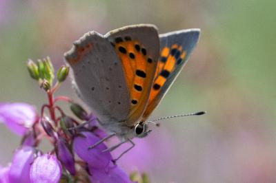 Lycaena phlaeas