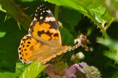 Vanessa cardui
