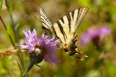 Iphiclides podalirius