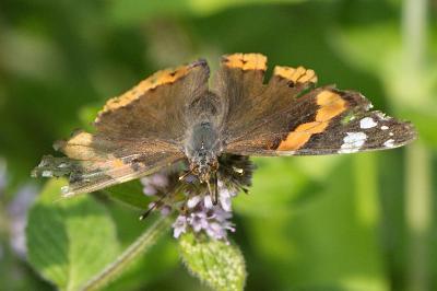 Vanessa atalanta