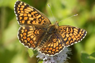 Melitaea phoebe
