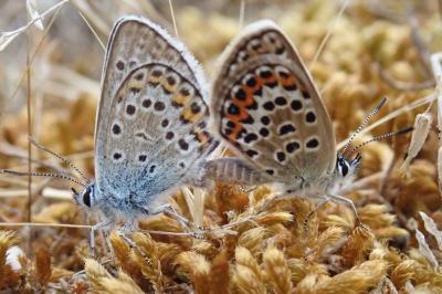 Plebejus argus