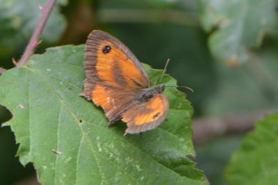 Pyronia tithonus