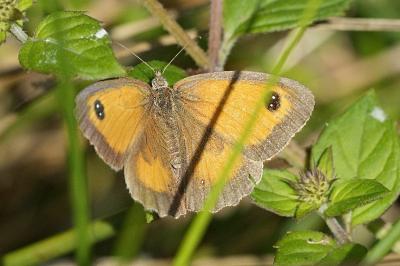 Pyronia tithonus