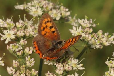 Lycaena phlaeas
