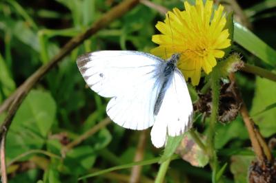 Pieris napi