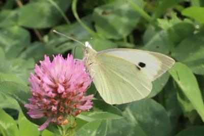 Pieris brassicae