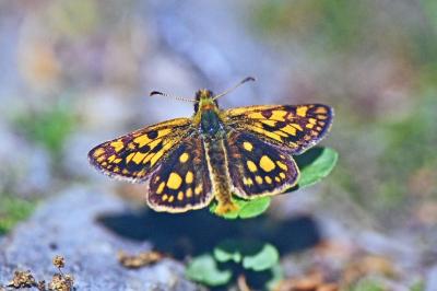 Carterocephalus palaemon